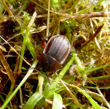 Silpha (Phosphuga) atrata Linnaeus 1758 resmi