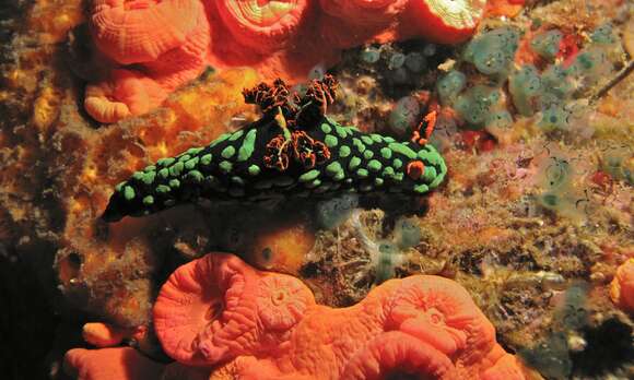 Image of Dusky green spot orange gill black slug