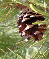 Image of Pine