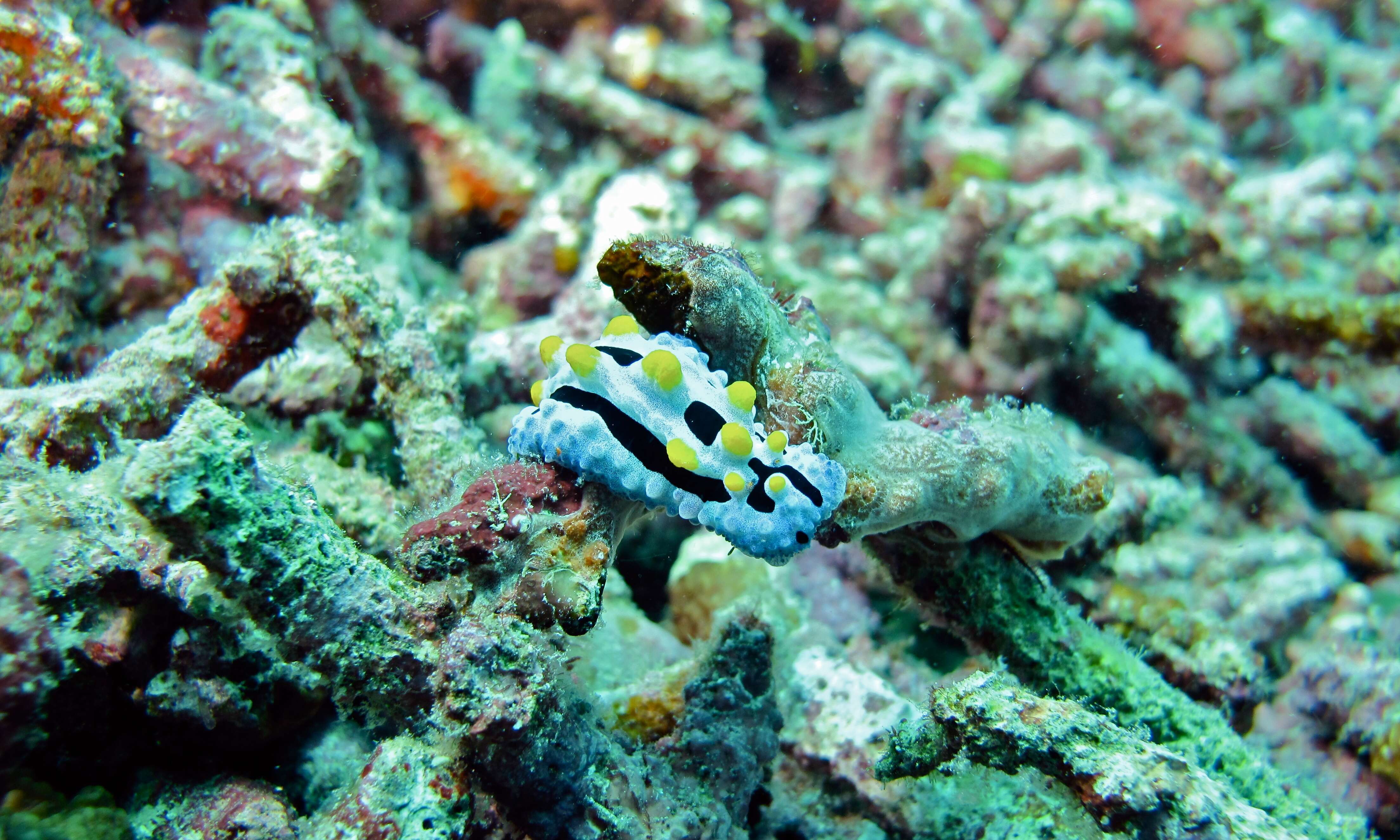 Image of Lumpy black blue orange slug