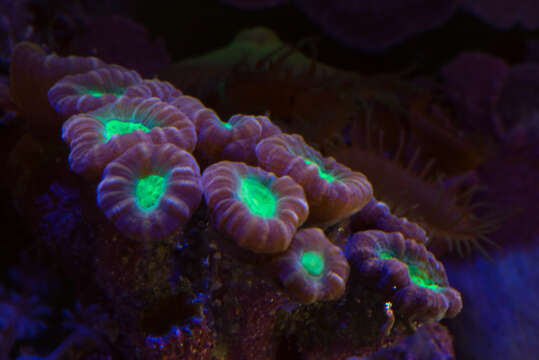 Image of Phaceloid fleshy hard coral