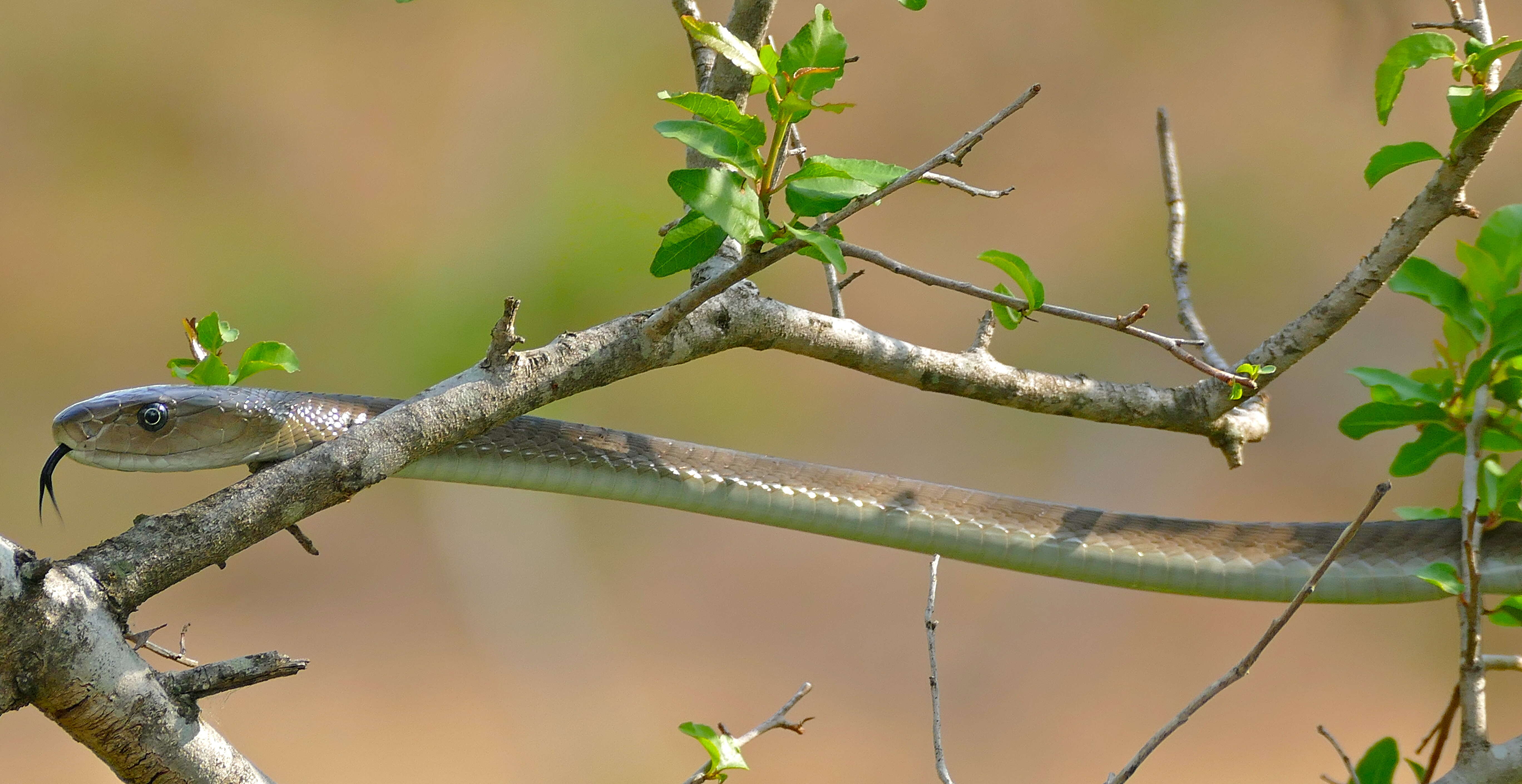 Image of Black Mamba