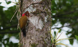 Image of Rufous-winged Woodpecker