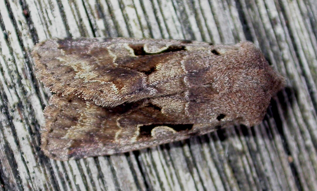 Orthosia gothica Linnaeus 1758 resmi