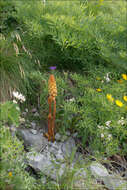 Image of Orobanche laserpitii-sileris Reut. ex Jordan