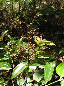 Imagem de Miconia minutiflora (Bonpl.) DC.