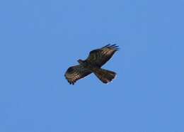 Image of honey buzzard, european honey buzzard