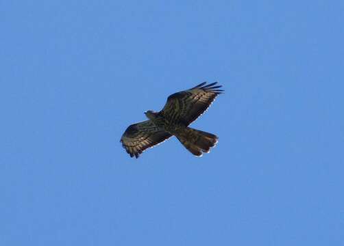 Image of honey buzzard, european honey buzzard