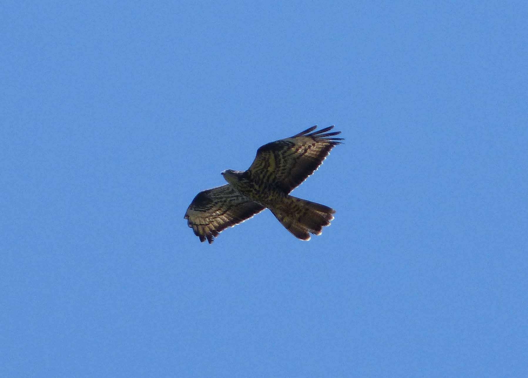 Image of honey buzzard, european honey buzzard