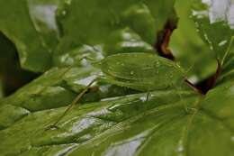 Image of Angle-wing Katydids