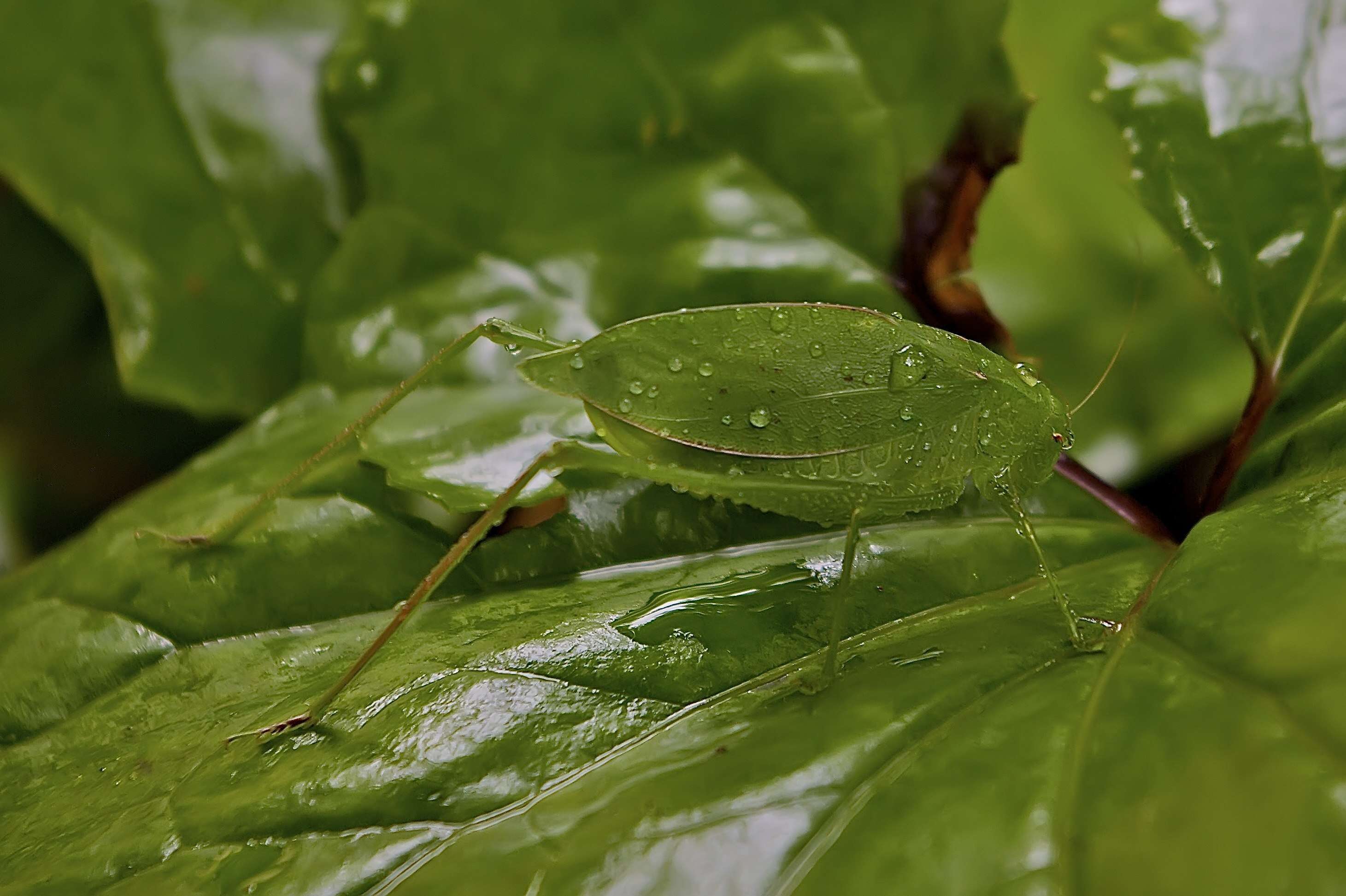 Image of Angle-wing Katydids