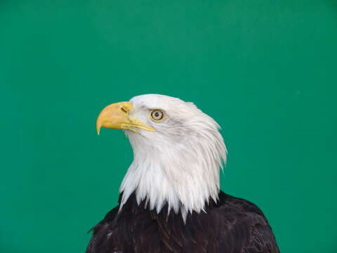 Image of Bald Eagle