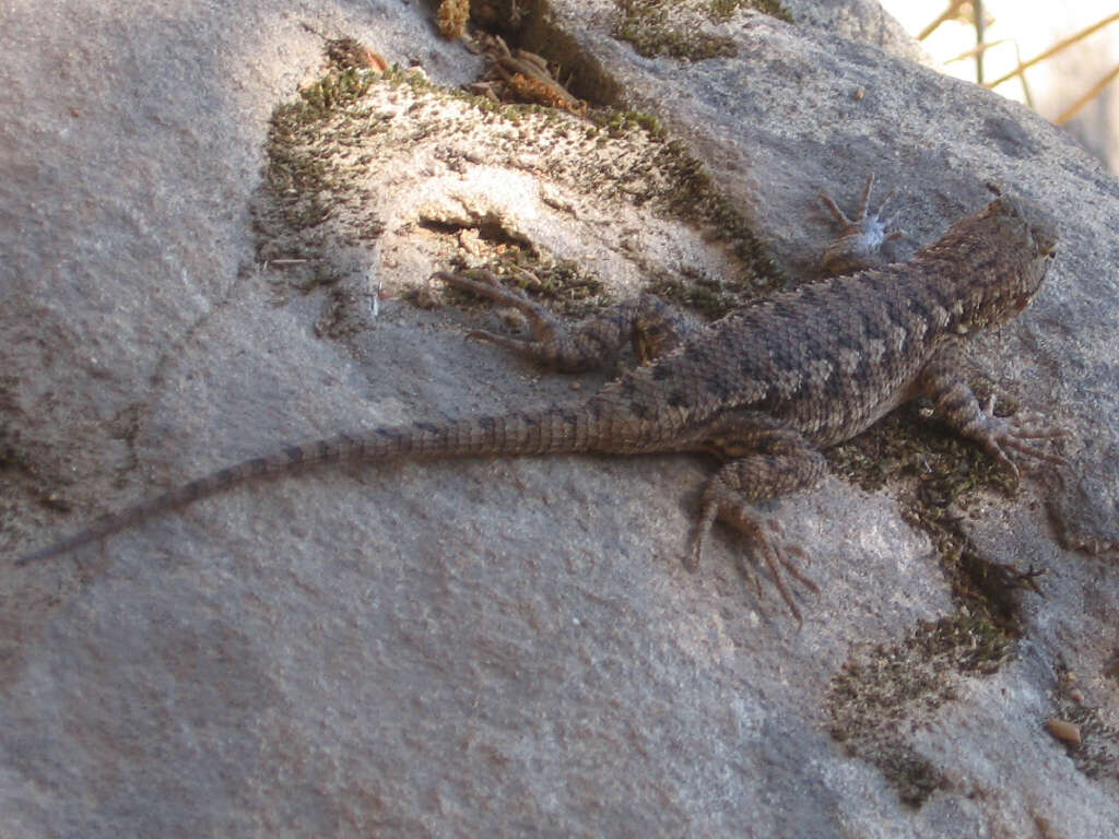 Image of Duges' Spiny Lizard