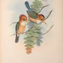 Sivun Syma torotoro flavirostris (Gould 1850) kuva