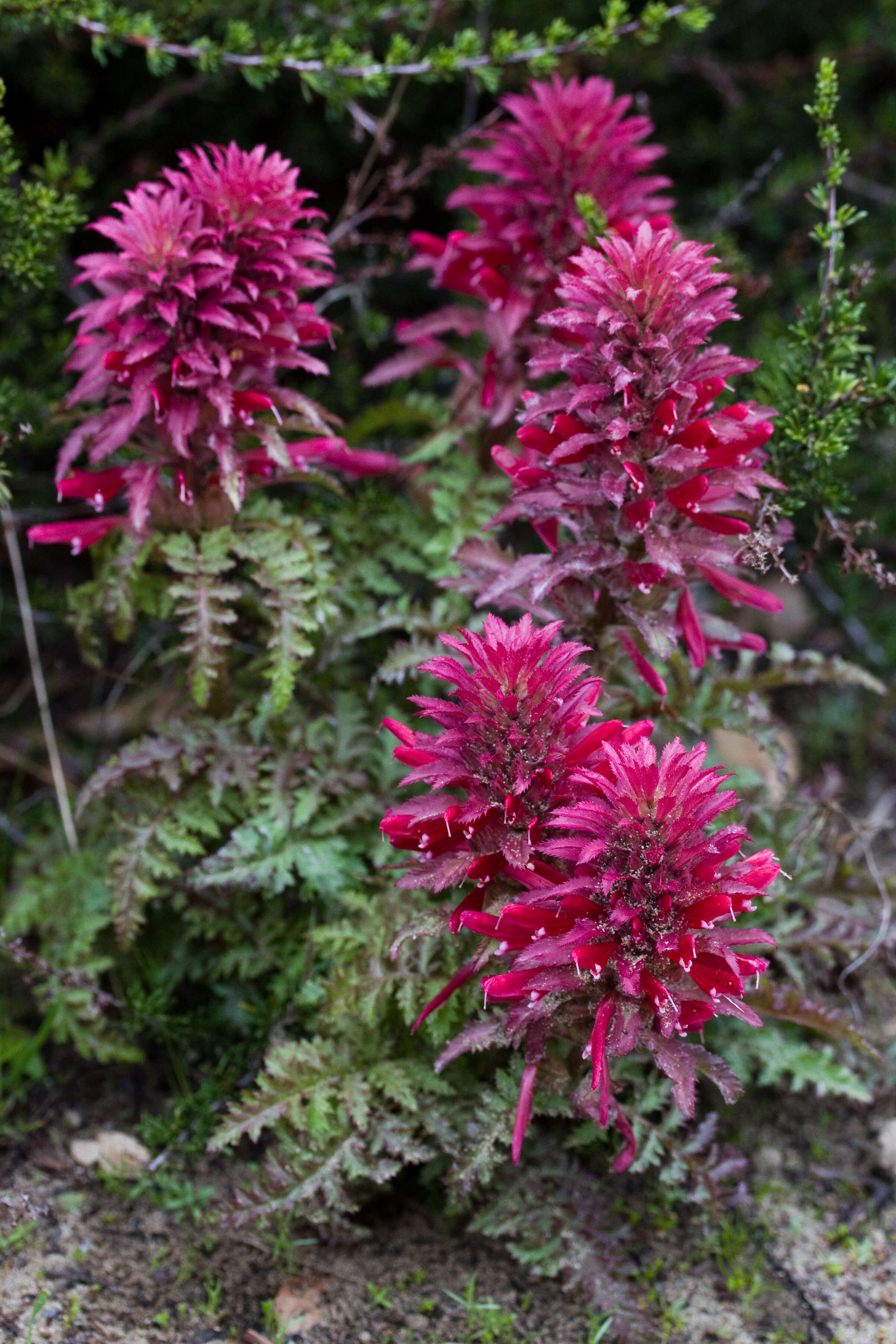 Image of Lousewort