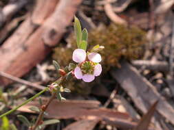 Sivun Leptospermum multicaule A. Cunn. kuva