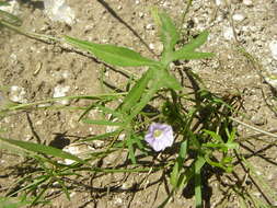 Слика од Ipomoea costellata Torr.