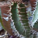 Image of Euphorbia polyacantha Boiss.