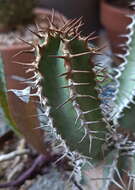 Image of Euphorbia polyacantha Boiss.