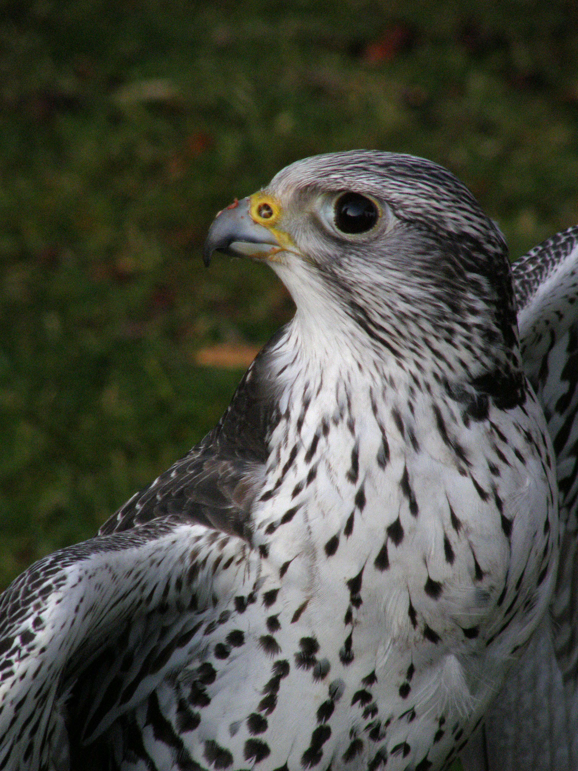 Image of Saker Falcon