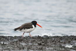 Image of oystercatchers