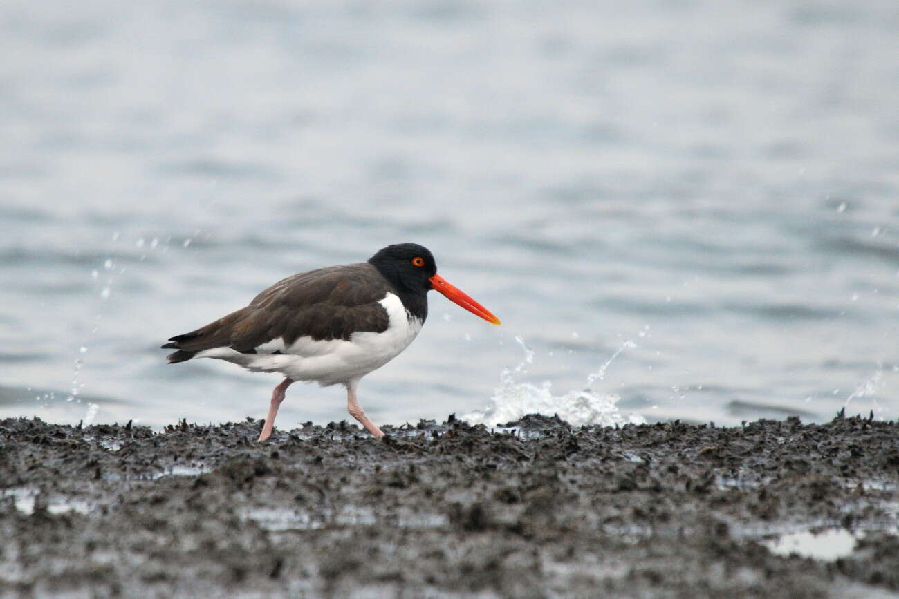 Imagem de Haematopodidae