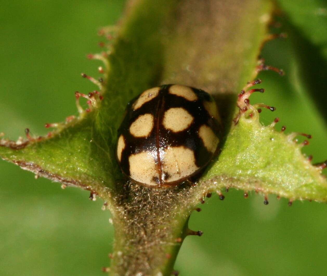 Image of ladybird beetles