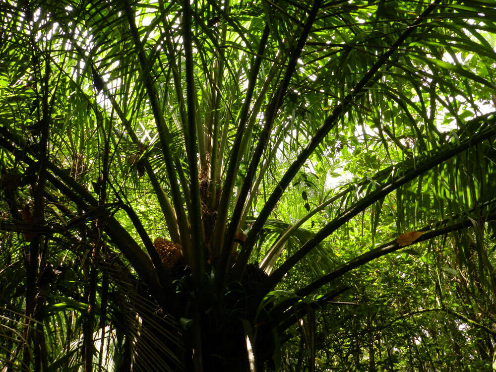 Image of oil palm