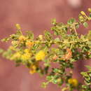 Image of Acacia wickhamii Benth.
