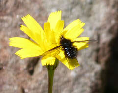 Image of Bombylella