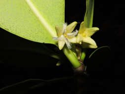 Image of mangrove