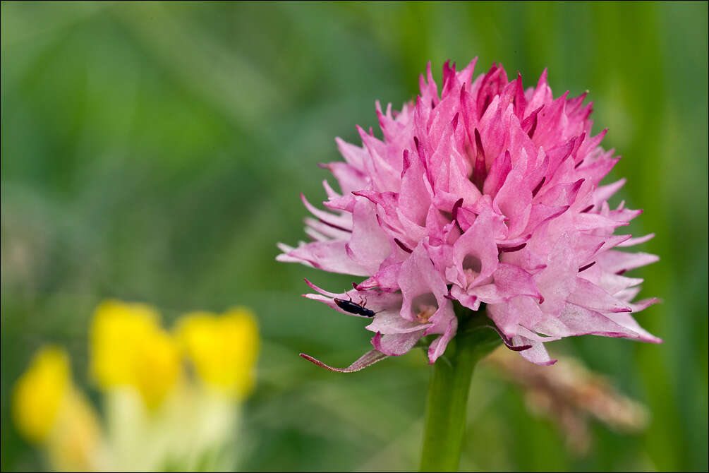 Image of Gymnadenia widderi (Teppner & E. Klein) Teppner & E. Klein