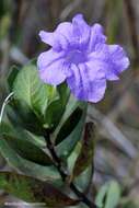 صورة Ruellia multifolia (Nees) Lindau