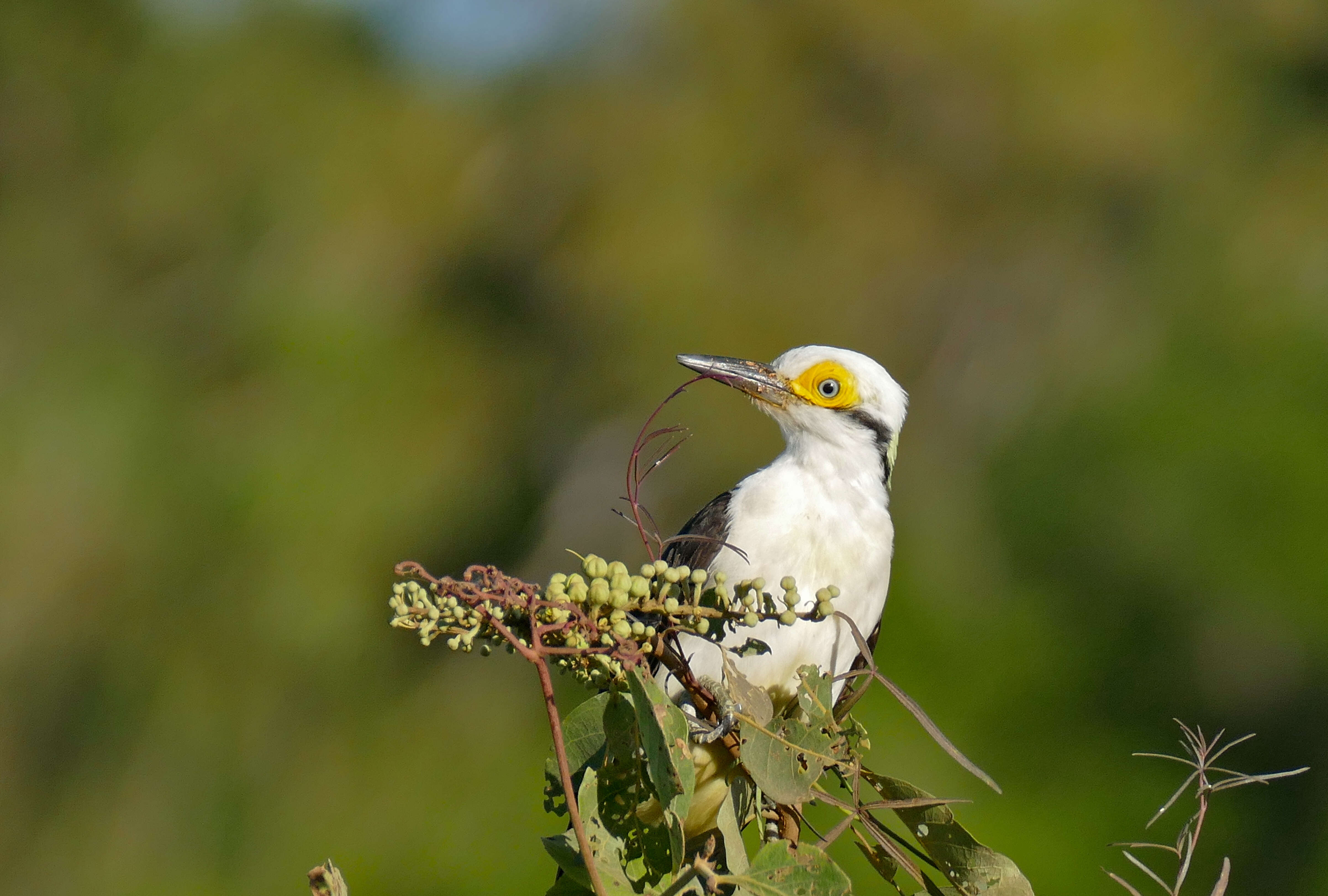 Image of White Woodpecker