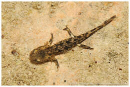Image of Salamandra salamandra morenica