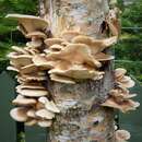 Image of Pleurotus cornucopiae