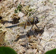 Image of Four-spotted Chaser