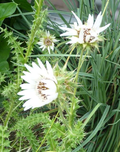 Слика од Berkheya cirsiifolia (DC.) Roessler