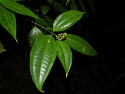 Image of Miconia gracilis Triana