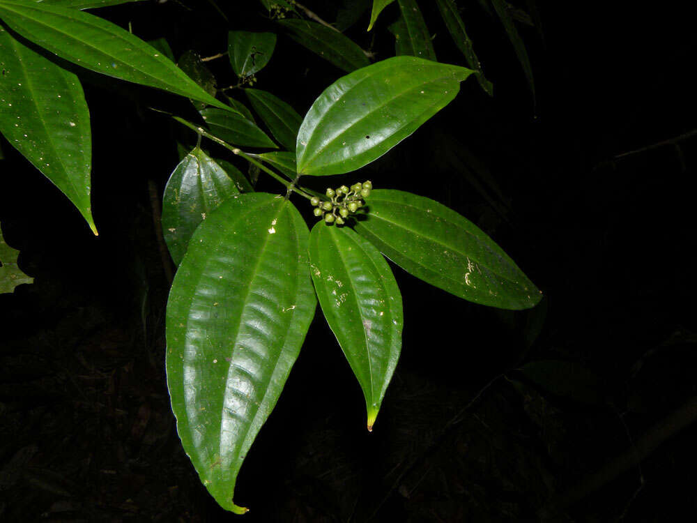 Слика од Miconia gracilis Triana