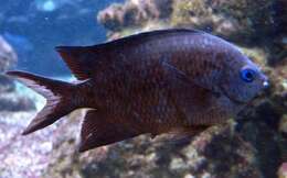 Image of Acanthochromis