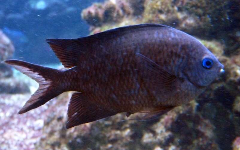 Sivun Acanthochromis kuva