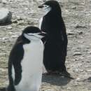 Image of Chinstrap Penguin