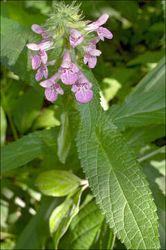 Слика од Stachys palustris L.