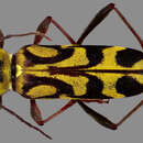 Image of Bamboo longhorn beetle