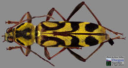 Image of Chlorophorus