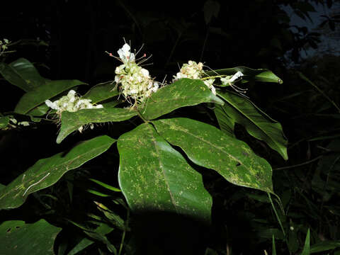 Plancia ëd Macrolobium costaricense W. C. Burger