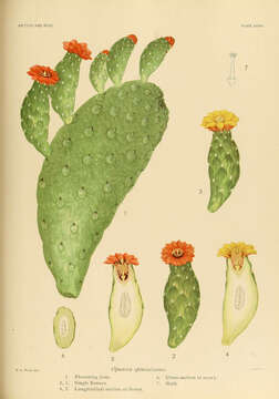 Image of pricklypear