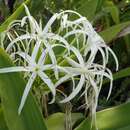 Image de Crinum americanum L.