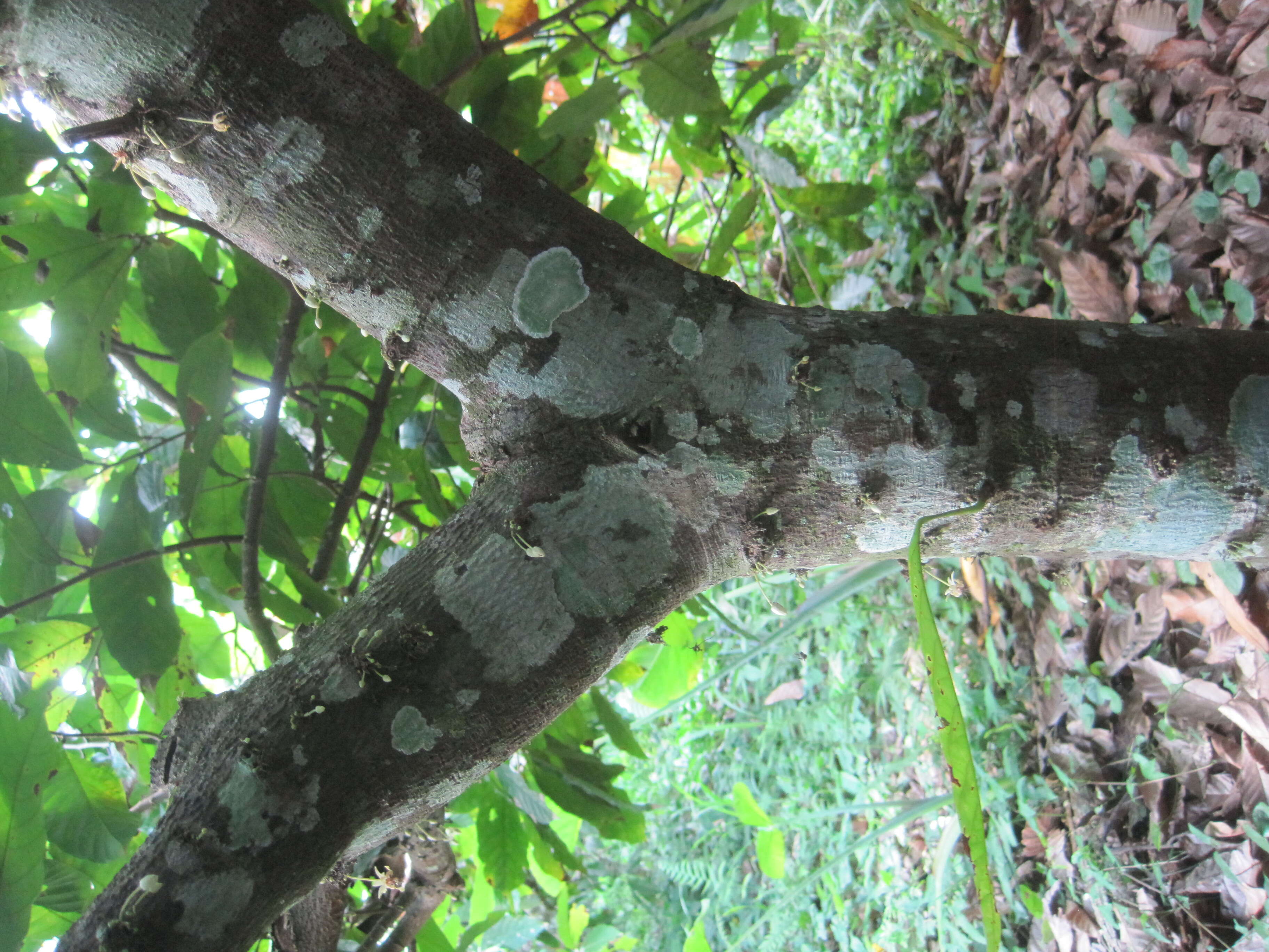 Image of Cacao Tree